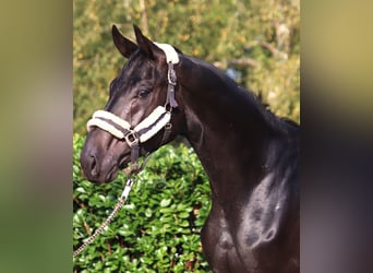 Hanoverian, Stallion, 2 years, 16,2 hh