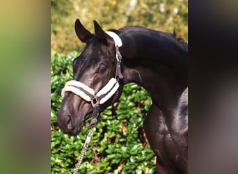 Hanoverian, Stallion, 2 years, 16,2 hh