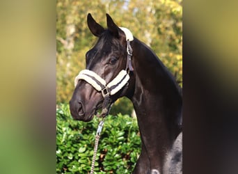 Hanoverian, Stallion, 2 years, 16,2 hh