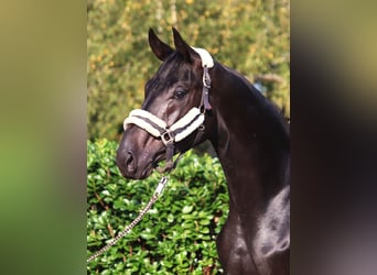 Hanoverian, Stallion, 2 years, 16,2 hh