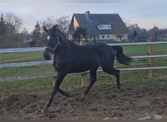 Hanoverian, Stallion, 2 years, 16.2 hh, Smoky-Black