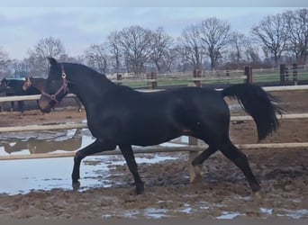 Hanoverian, Stallion, 2 years, 16.2 hh, Smoky-Black