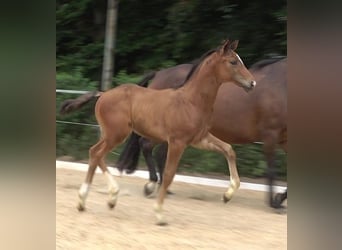 Hanoverian, Stallion, 2 years, 16.3 hh, Bay-Dark