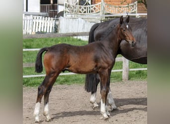 Hanoverian, Stallion, 2 years, 16.3 hh, Bay-Dark