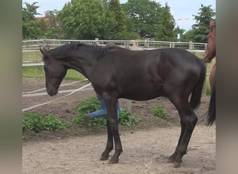 Hanoverian, Stallion, 2 years, 16,3 hh, Black