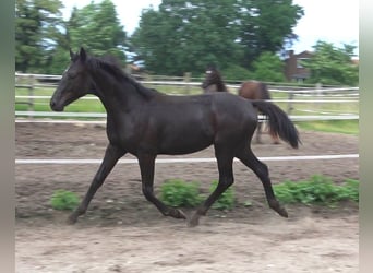 Hanoverian, Stallion, 2 years, 16,3 hh, Black