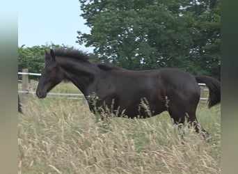 Hanoverian, Stallion, 2 years, 16,3 hh, Black