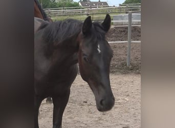 Hanoverian, Stallion, 2 years, 16,3 hh, Black