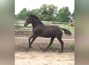 Hanoverian, Stallion, 2 years, 16,3 hh, Black