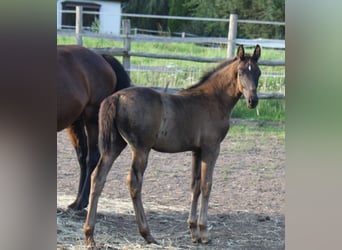 Hanoverian, Stallion, 2 years, 16,3 hh, Black