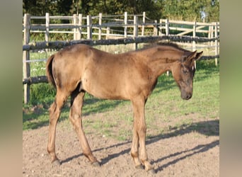 Hanoverian, Stallion, 2 years, 16,3 hh, Black