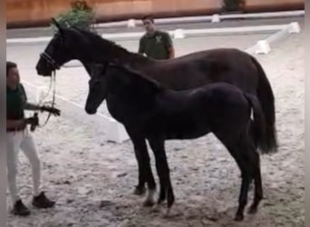 Hanoverian, Stallion, 2 years, 16.3 hh, Black
