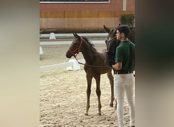 Hanoverian, Stallion, 2 years, 16.3 hh, Brown