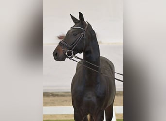 Hanoverian, Stallion, 2 years, 16 hh, Bay-Dark