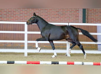 Hanoverian, Stallion, 2 years, 16 hh, Bay-Dark