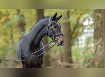 Hanoverian, Stallion, 2 years, 16 hh, Bay-Dark