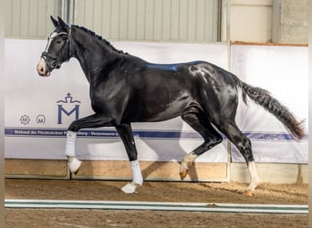 Hanoverian, Stallion, 2 years, 16 hh, Black