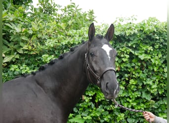 Hanoverian, Stallion, 2 years, 16 hh, Black