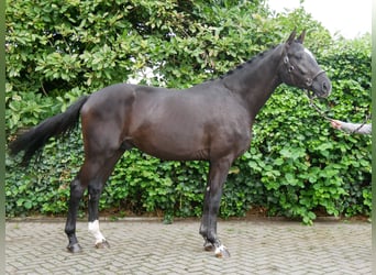 Hanoverian, Stallion, 2 years, 16 hh, Black