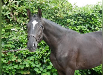 Hanoverian, Stallion, 2 years, 16 hh, Black