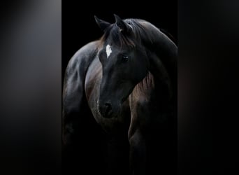 Hanoverian, Stallion, 2 years, 16 hh, Black