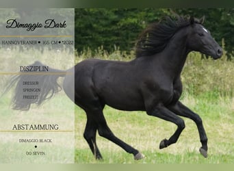 Hanoverian, Stallion, 2 years, 16 hh, Black