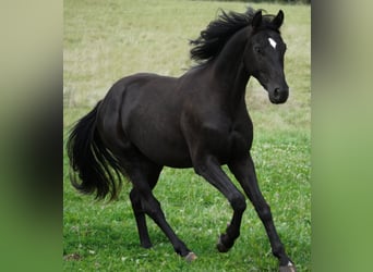 Hanoverian, Stallion, 2 years, 16 hh, Black