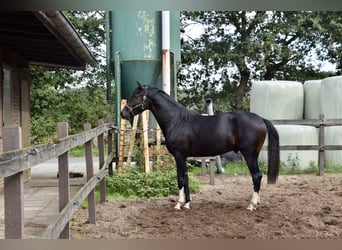 Hanoverian, Stallion, 2 years, 16 hh, Brown