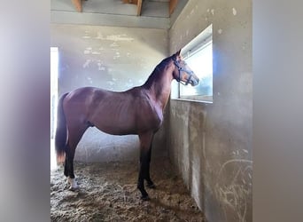 Hanoverian, Stallion, 2 years, 16 hh, Brown