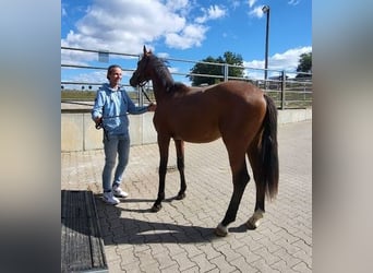 Hanoverian, Stallion, 2 years, 16 hh, Brown