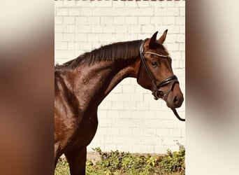 Hanoverian, Stallion, 2 years, 16 hh, Brown
