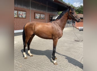 Hanoverian, Stallion, 2 years, 16 hh, Brown