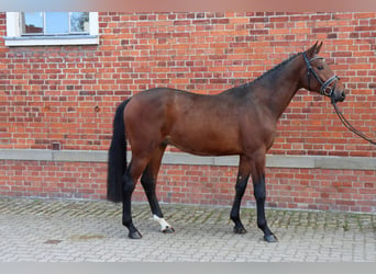 Hanoverian, Stallion, 2 years, 16 hh, Brown
