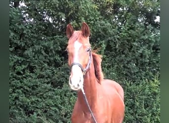 Hanoverian, Stallion, 2 years, 16 hh, Chestnut