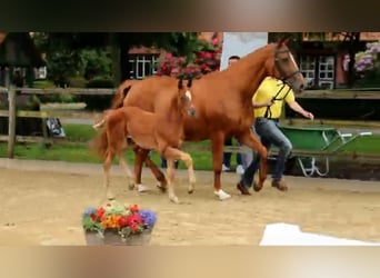 Hanoverian, Stallion, 2 years, 16 hh, Chestnut-Red
