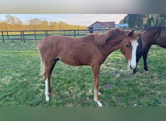 Hanoverian, Stallion, 2 years, 16 hh, Chestnut-Red