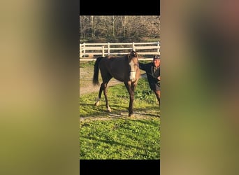 Hanoverian, Stallion, 2 years, 16 hh, Chestnut-Red