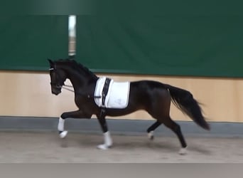 Hanoverian, Stallion, 2 years, 16 hh, Smoky-Black