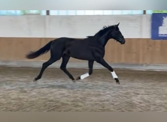 Hanoverian, Stallion, 2 years, 16 hh, Smoky-Black