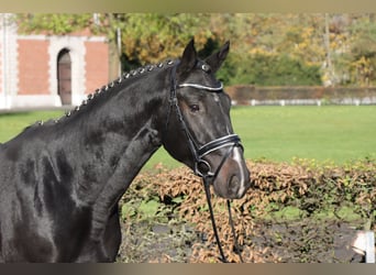 Hanoverian, Stallion, 2 years, 16 hh, Smoky-Black