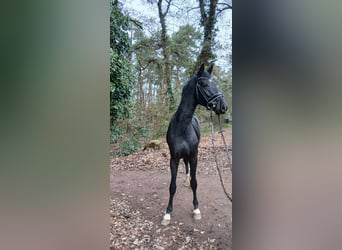 Hanoverian, Stallion, 2 years, 16,1 hh, Black