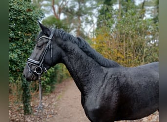 Hanoverian, Stallion, 2 years, 16,1 hh, Black