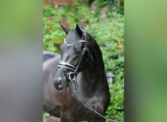 Hanoverian, Stallion, 2 years, 16,1 hh, Black