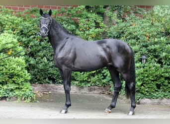 Hanoverian, Stallion, 2 years, 16,1 hh, Black