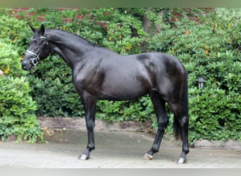 Hanoverian, Stallion, 2 years, 16,1 hh, Black