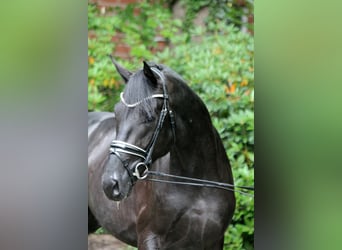 Hanoverian, Stallion, 2 years, 16,1 hh, Black