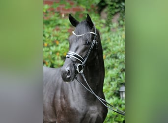 Hanoverian, Stallion, 2 years, 16,1 hh, Black