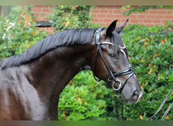 Hanoverian, Stallion, 2 years, 16,1 hh, Black
