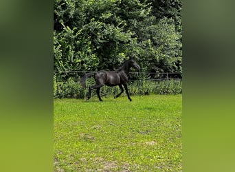 Hanoverian, Stallion, 2 years, 16,1 hh, Black