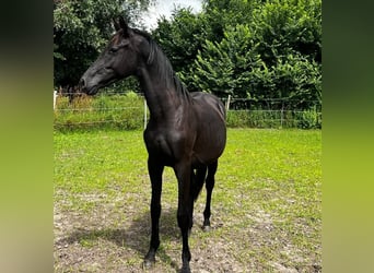 Hanoverian, Stallion, 2 years, 16,1 hh, Black